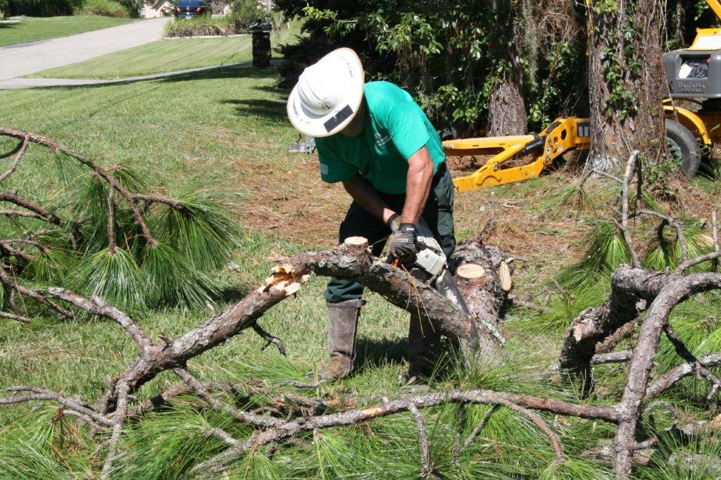 11 Tree Removal in Citrus County